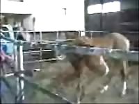 Horse Fuck 8 Gay Beast Com - Zoophilia Sex Video With Men