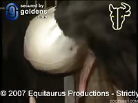 Horse Fucks Gay Ass3