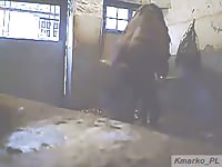 Horse Fucks Guy Gay Beast Com - boy Fucks Pet