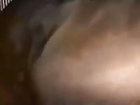 Horse Fun GayBeast Rip - boy Fucks Pet