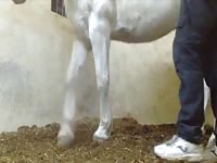 Horse Jerk Gay Beast Com - Beastiality Porn Movie With Dude
