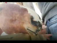 Horse Licks Sucks Cock- Bestiality Dude