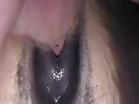 Horse Man Morning Mare Excellent Man Fucks Horse2
