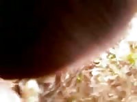 Horse Mare Fuck GayBeast - Zoophilia Boy