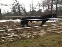 Horse Penis 1 GayBeast.com - boy Fucks Pet- Beastiality Sex Movie With Men