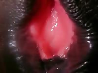 Horse Pussy Fucked GayBeast Rip - Bestiality Dude