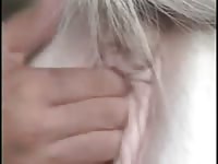 Horse Sex 4 Gay Beast Com - Zoophilia Man
