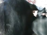 Horse Take Horse Dildo Gay Beast Com - Bestiality Men