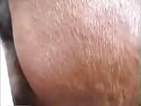 Hot Fuck GayBeast Rip - Bestiality Sex Video With Dude