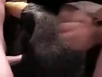 Hot Mare 2 GayBeast.com - Beastiality Porn Video With Dude