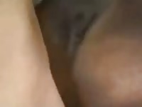 Hourse Creampie GayBeast.com - Animal Dude