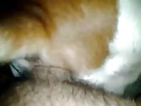 Dandole Por El Ano A Perro Macho GayBeast Rip - Bestiality Porn Movie With Men