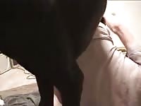 Dane Fuck 2 GayBeast Rip - Zoophilia Man