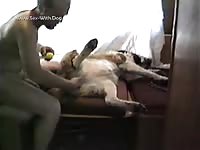 Daytime Fun With St Bernard- Bestiality Dude
