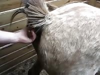 Dildo Fuck Gay Beast Com - Men Fucks Pet