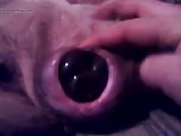 Dildo Fun GayBeast.com - Dude Fucks Animal