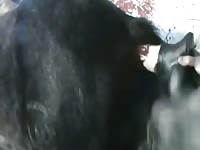 Dildo Horse GayBeast.com - Zoophilia Porn With Boy