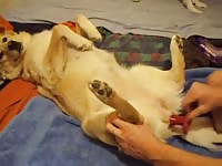 Dildo In Female Dog Gay Beast Com - Men Fucks Pet