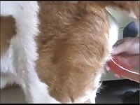Dildoing A Bernard Gay Beast Com - Dude Fucks Animal