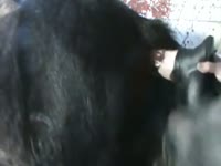 Dildoing A Stallion GayBeast - Beastiality Porn With Boy(2)