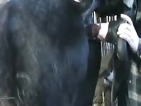 Dildoing A Stallion GayBeast - Animal Porn With Boy