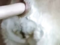 Dildoing The Dog Gay Beast Com - Dude Fucks Pet
