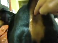 Dobie Finger Bang GayBeast.com - Bestiality Men