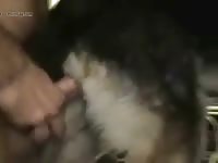 Dog 15 Gay Beast Com - Dude Fucks Pet