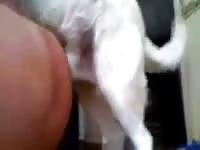 Dog 23 GayBeast.com - Zoophilia Boy