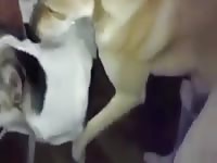 Dog 29 GayBeast - Animal Dude