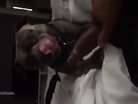 Dog 43 GayBeast - boy Fucks Pet