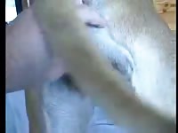 Dog 8 GayBeast.com - Bestiality Dude