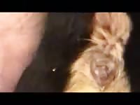 Dog Anal Play Gay Beast Com - Bestiality Sex Tube With Boy