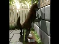 Dog Anal With Dildo Gay Beast Com - Animal Porn Tube With Men