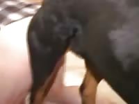 Dog And His Master Gay Beast Com - boy Fucks Animal