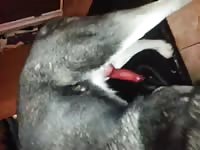 Dog And Man 2 1 Gay Beast Com - Animal Porn Movie With Boy