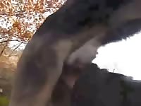 Dog Cum 3 GayBeast - Bestiality Porn Movie With Dude