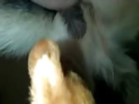 Dog Cum In Gay Ass Gay Beast Com - Zoophilia Sex Movie With Dude