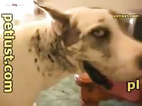 Dog Fucks And Knots Gay