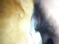 Dog Getting Fucked In Nice Pussy GayBeast Rip - Men Fucks Pet