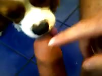 Dog Lick 25 GayBeast Rip - Zoophilia Boy