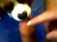 Dog Licking Cock 1 GayBeast.com - Beastiality Porn Movie With Boy