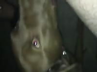 Dog Licks 4 GayBeast Rip - Animal Men
