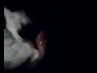 Dog Licks Cock 3 GayBeast.com - Bestiality Porn Tube With Dude