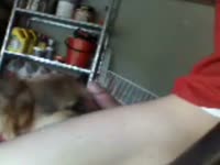 Dog Licks Hung Boy GayBeast.com - Zoophilia Boy(2)
