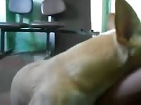 Dog O Cachorro Que Adora Uma Punheta GayBeast.com - boy Fucks Animal