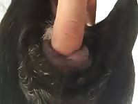 Dog Pussy In Heat 2 Gay Beast Com - Bestiality Man