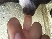 Dog Pussy In Heat 3 GayBeast Rip - boy Fucks Animal
