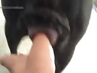 Dog Pussy In Heat 4 GayBeast - Animal Boy