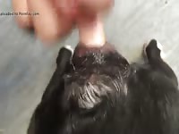 Dog Pussy In Heat 5 GayBeast Rip - Bestiality Man